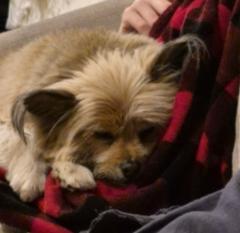 Josh